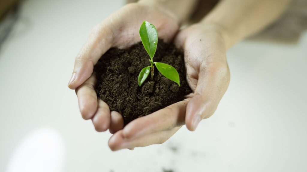 holding earth and seedling